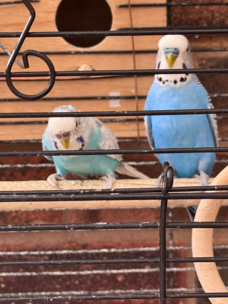 Budgies males & breeding pairs 
