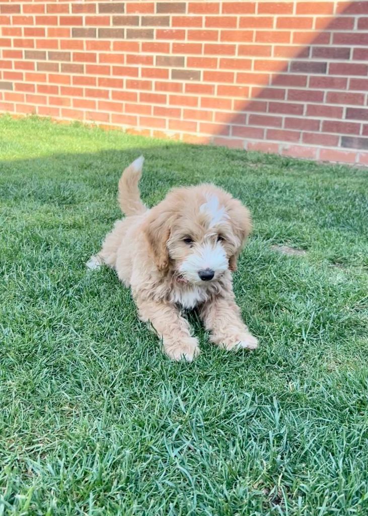 F1b Bordoodle Girl