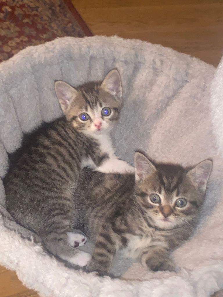 6 kitten mixed male and female British short hair 