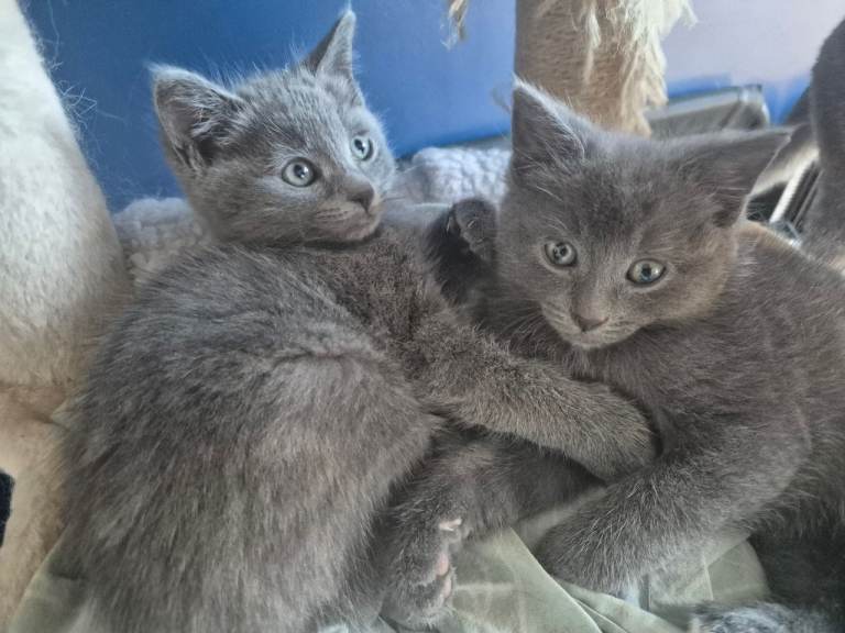 Ragdoll cross kittens for sale