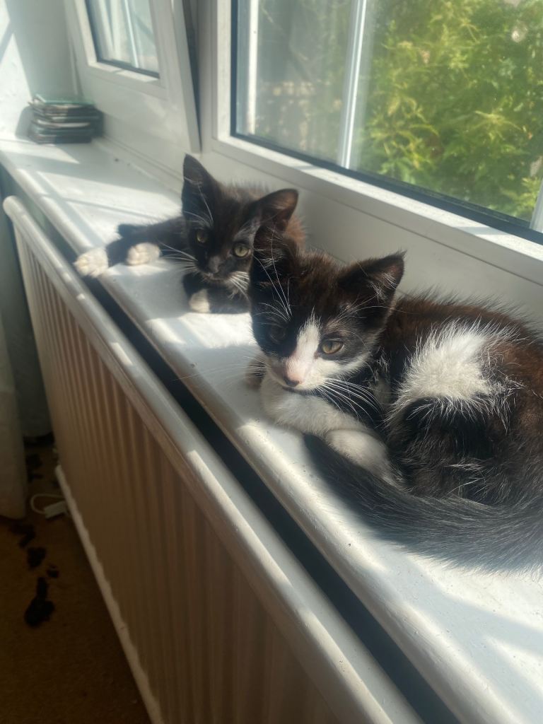 Kittens, ready to find homes! 