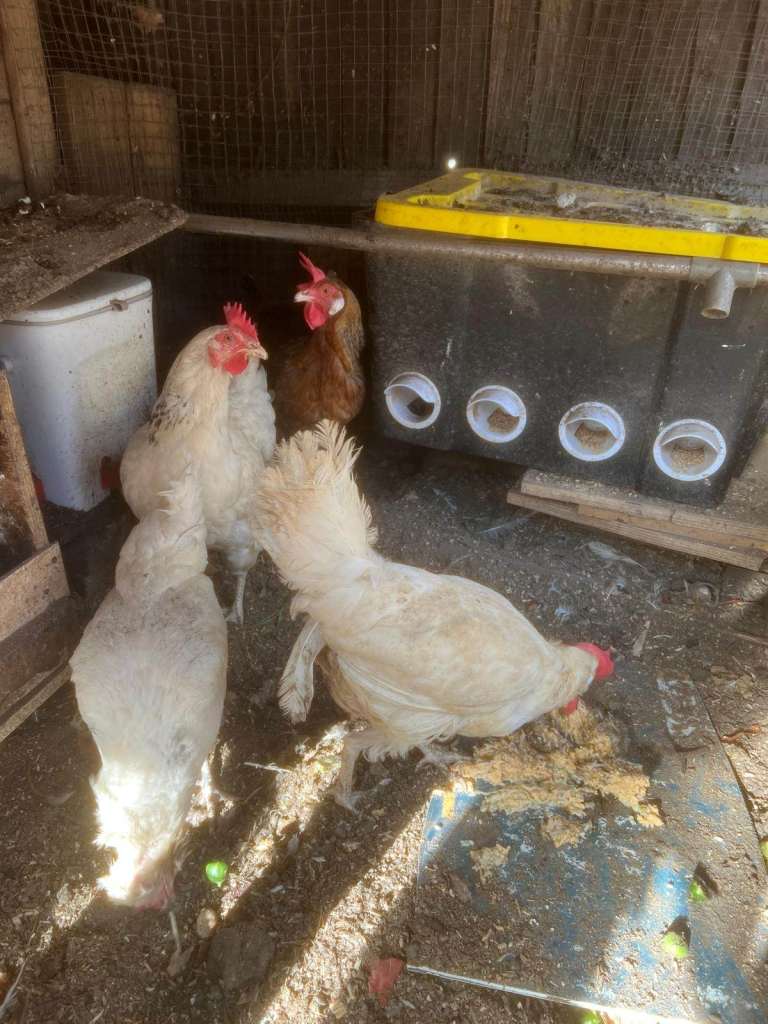 Healthy Laying Hens Ready for Rehoming from September 2026