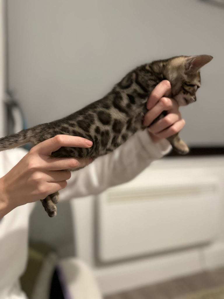 🐾 Pure-Bred Bengal kitten. Only 1 available now! 
