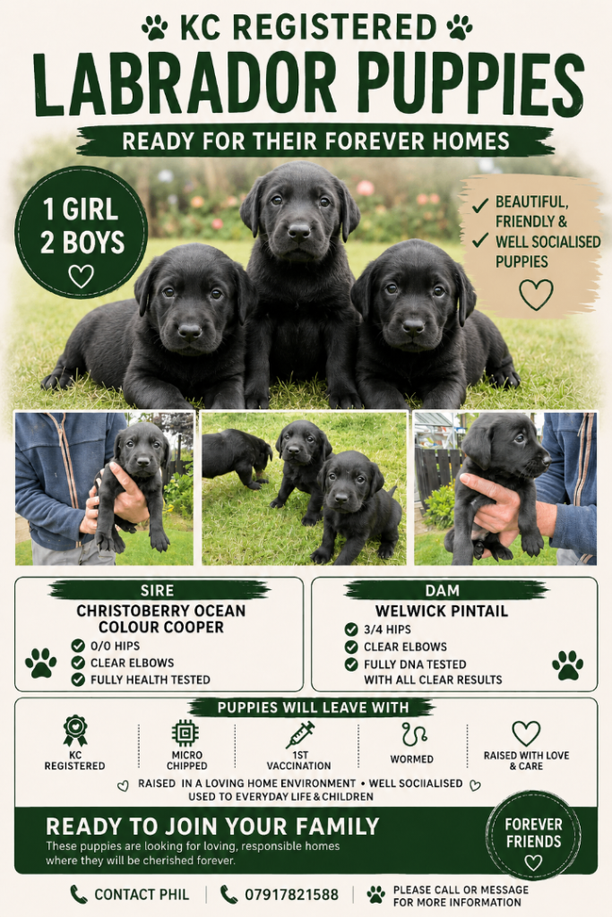 KC registered labrador puppies