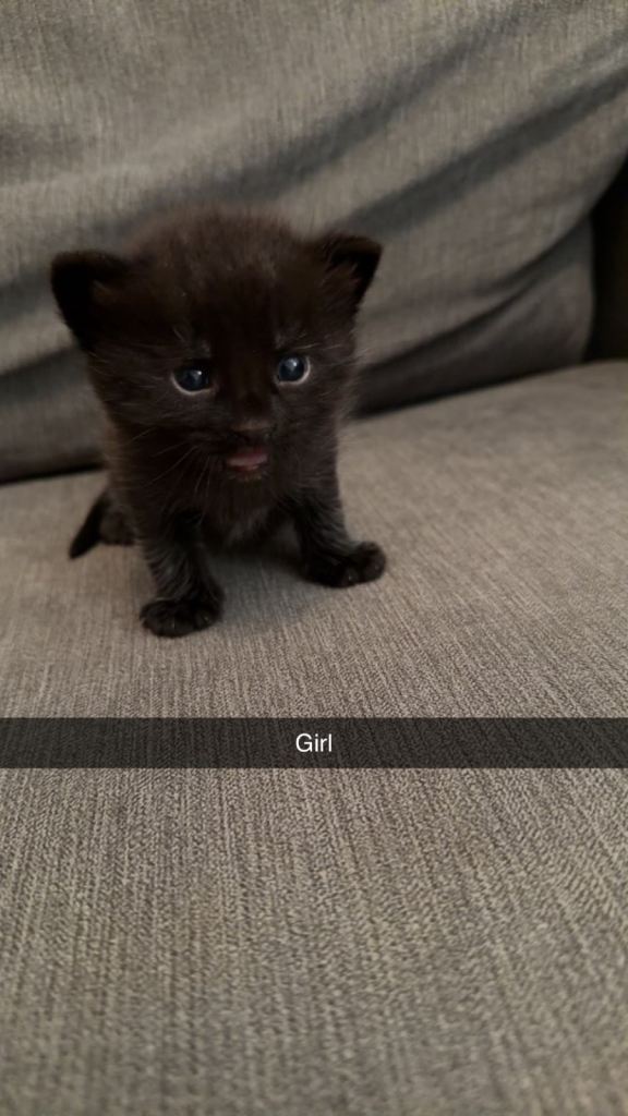 3 kittens for sale 