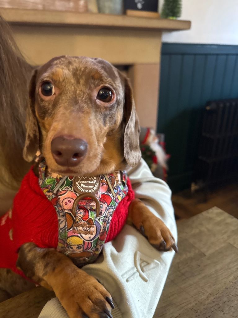 Beautiful Miniature Dachshund 