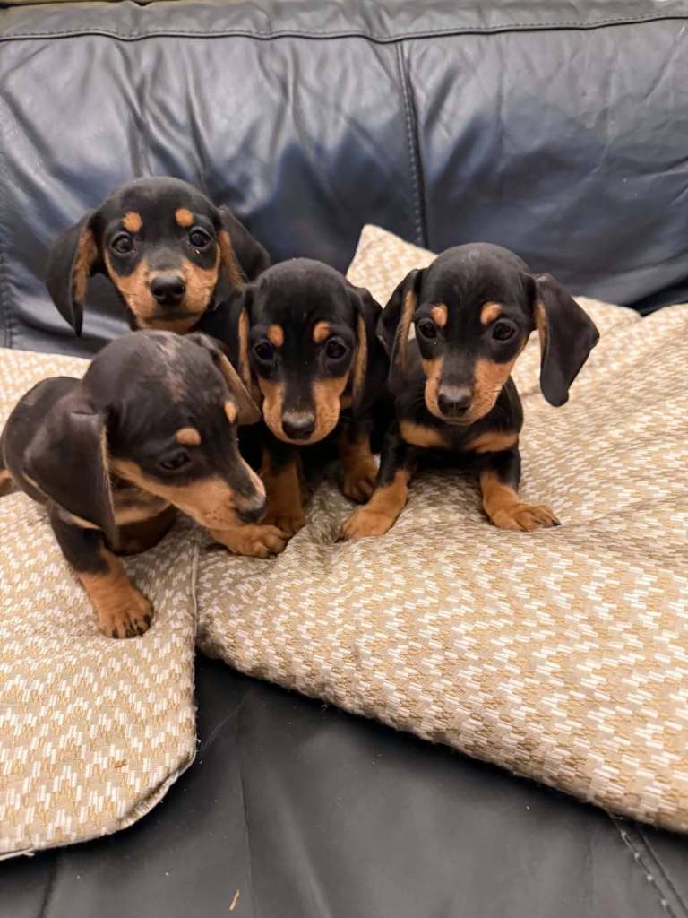  dachshund puppies