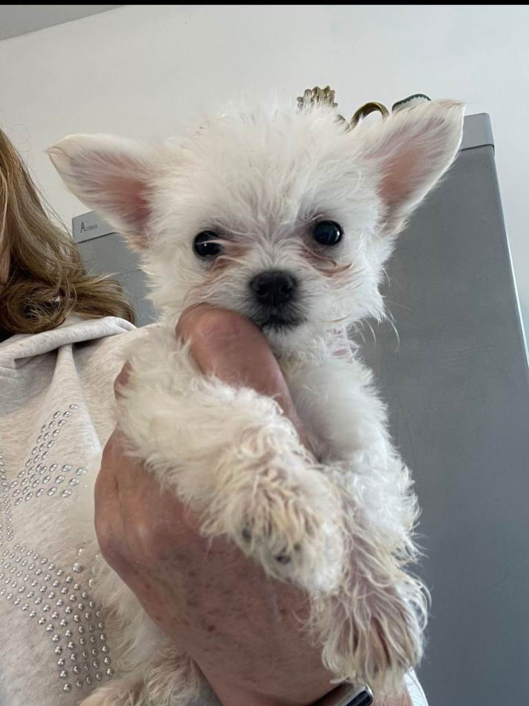 Maltese x chihuahua female