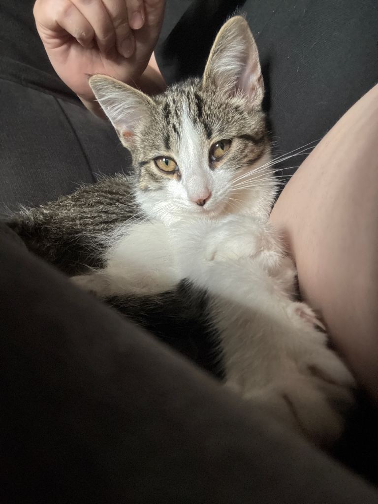 1 year old cat 