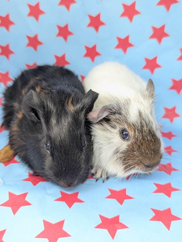 Sold Guinea pig sows (female) dalmatian 
