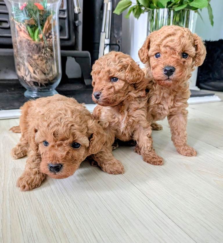 stunning kc registered red toy poodle pups
