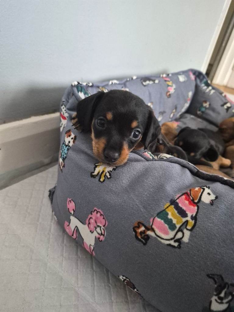 Dachshund+ Corgi x Jack russell puppies