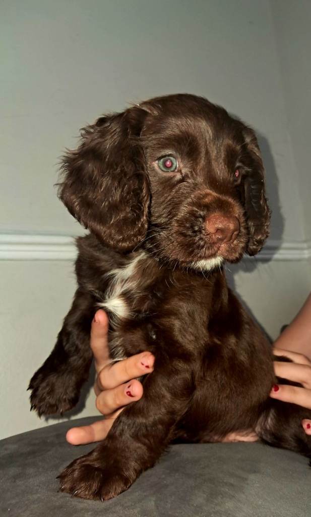 Cocker spaniel puppies 