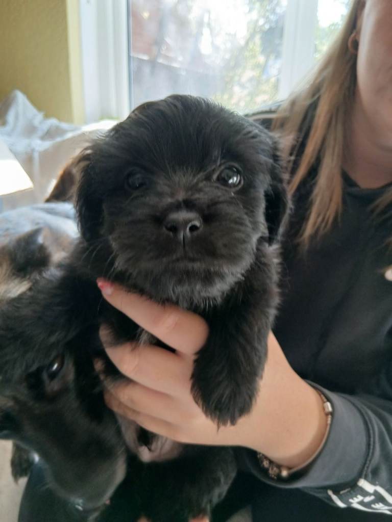 ShihTzu Jack Russell Hybrid Puppies