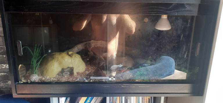 Glass terrarium with sliding doors and light fitting