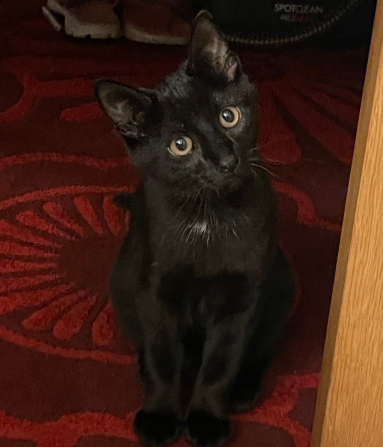 *URGENT* Playful & Affectionate Male Kitten