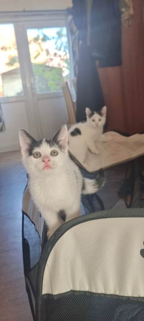 5 Kittens Ready to Leave to New Home