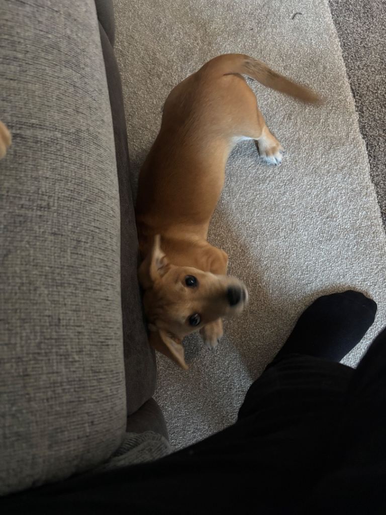 Jack Russell x puppy