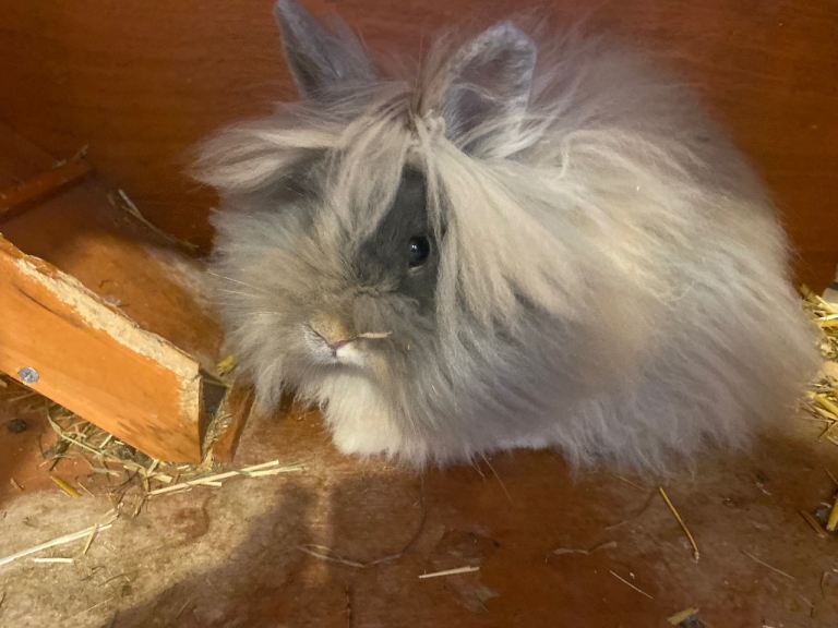 Lionhead Female Rabbits 