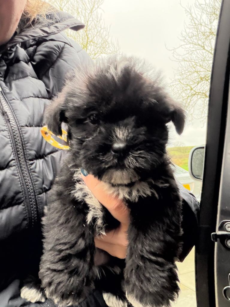 Shih Tzu/ Scottish terrier puppies 