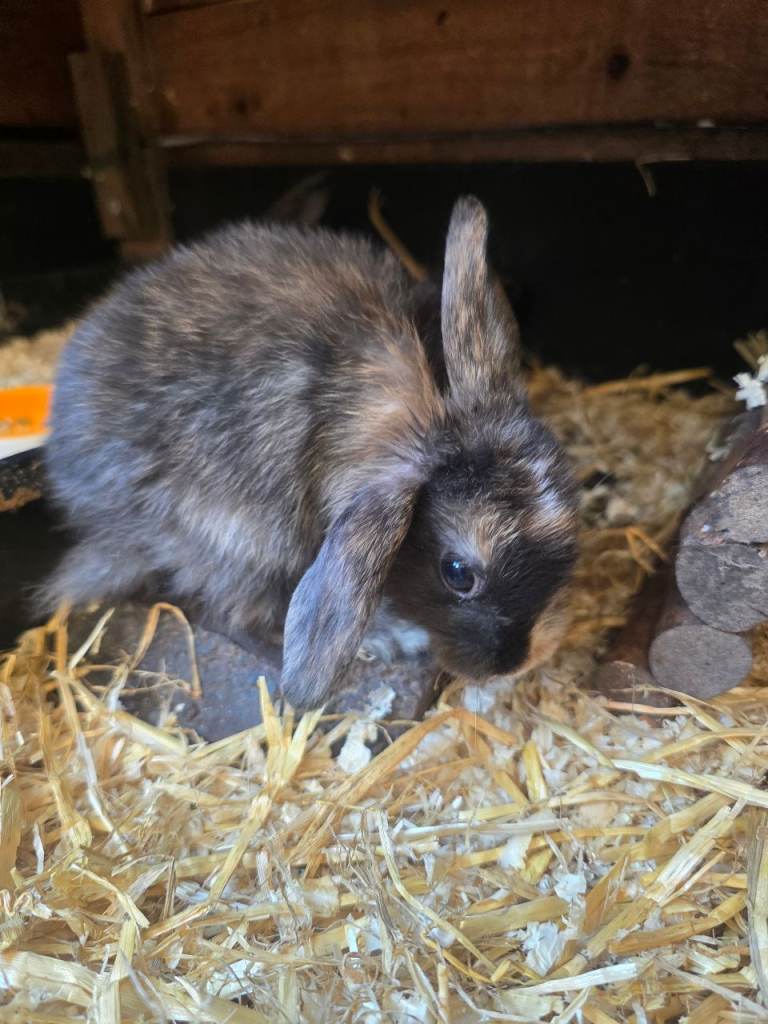 8 week old lop and full set up