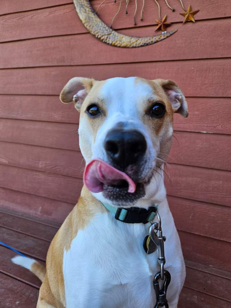 Pet Owners & Pet Carer's 