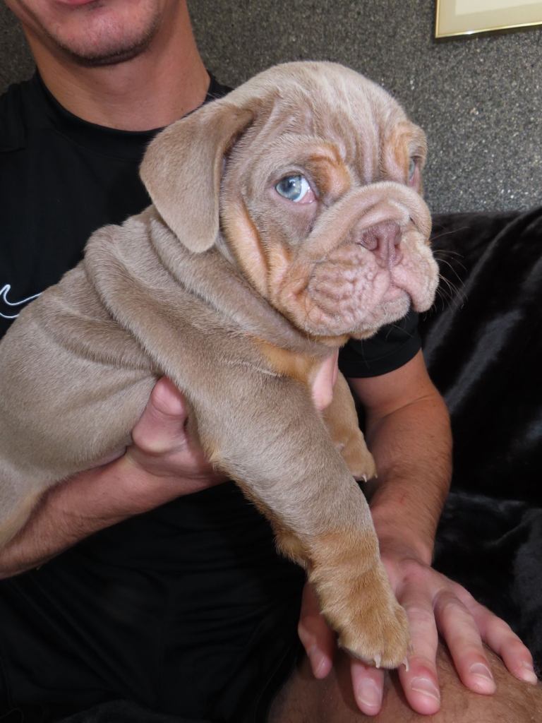 💙2 Male Lilac and Tan English Bulldog Puppies left 💙