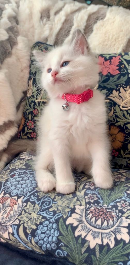 Beautiful bi-colour purebred Ragdoll kittens one girl left