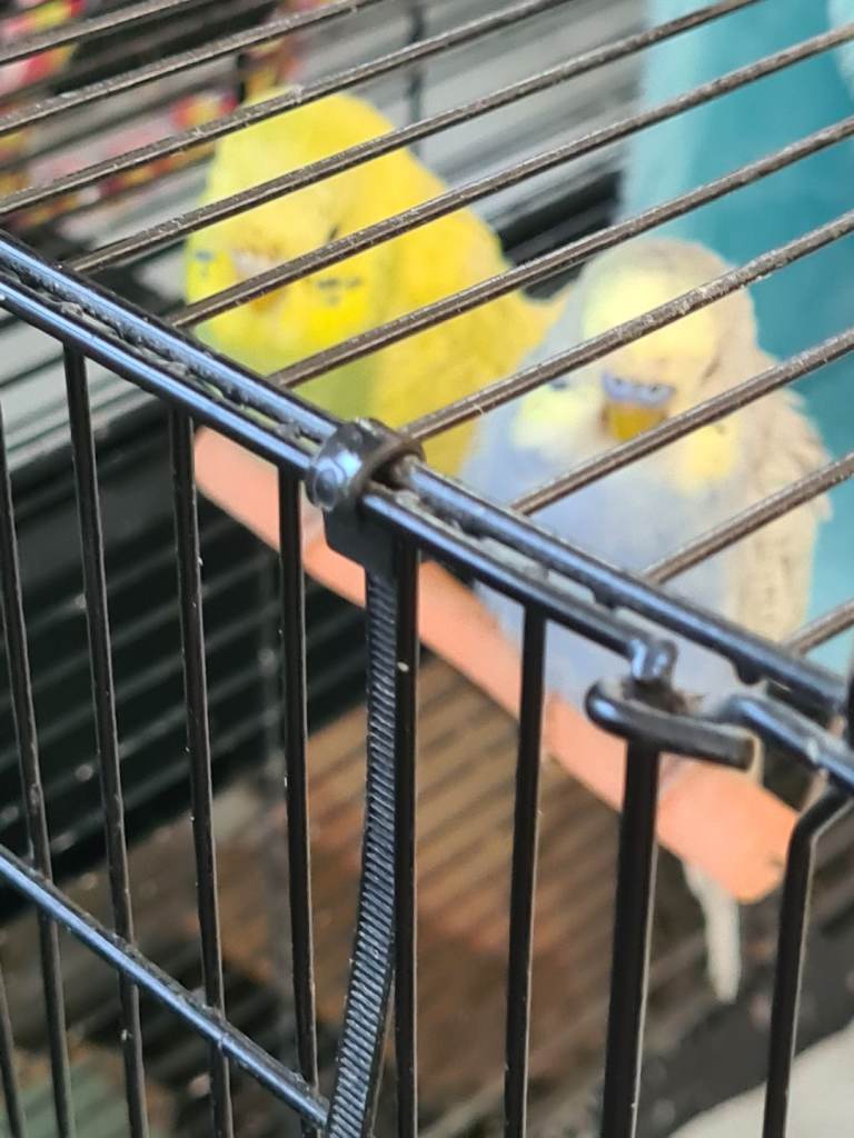 4 YOUNG BUDGIES WITH CAGE 
