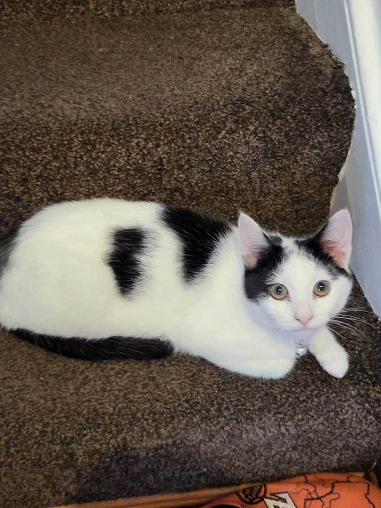 Beautiful Male kitten 