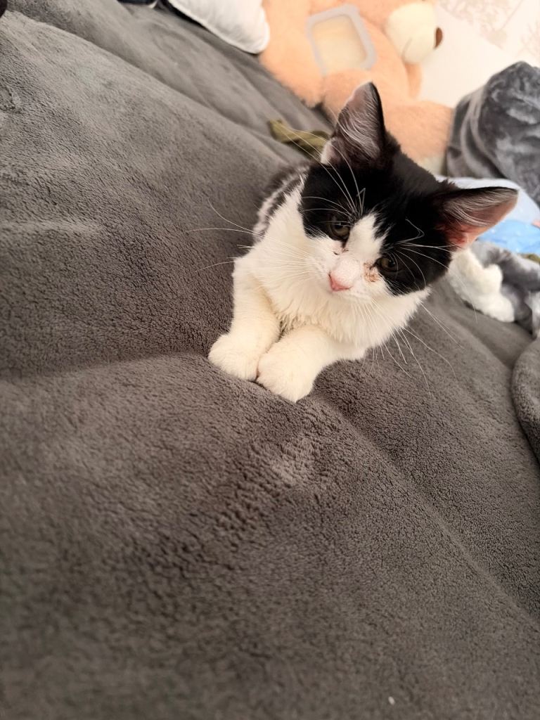 Cute cats 
