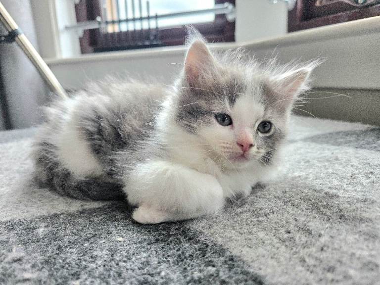 Ragdoll X kittens 