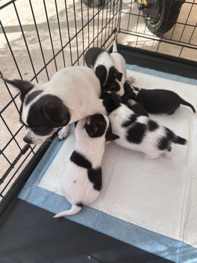 Chihuahuas puppies