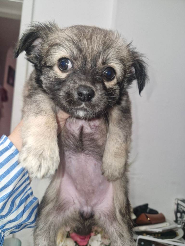 Pomchi Pomeranian x Chihuahua grey beige female left