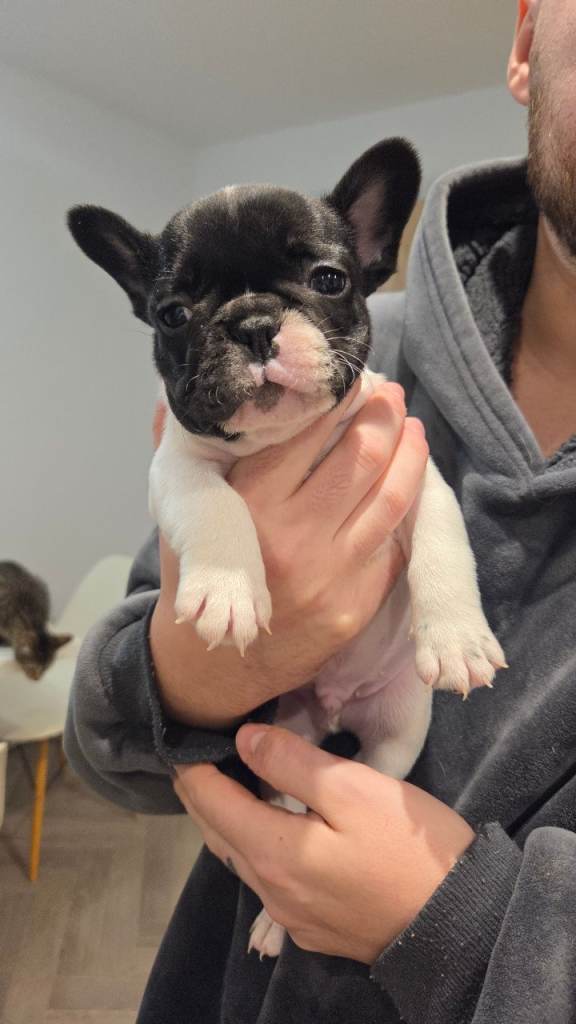 French bulldog puppies 