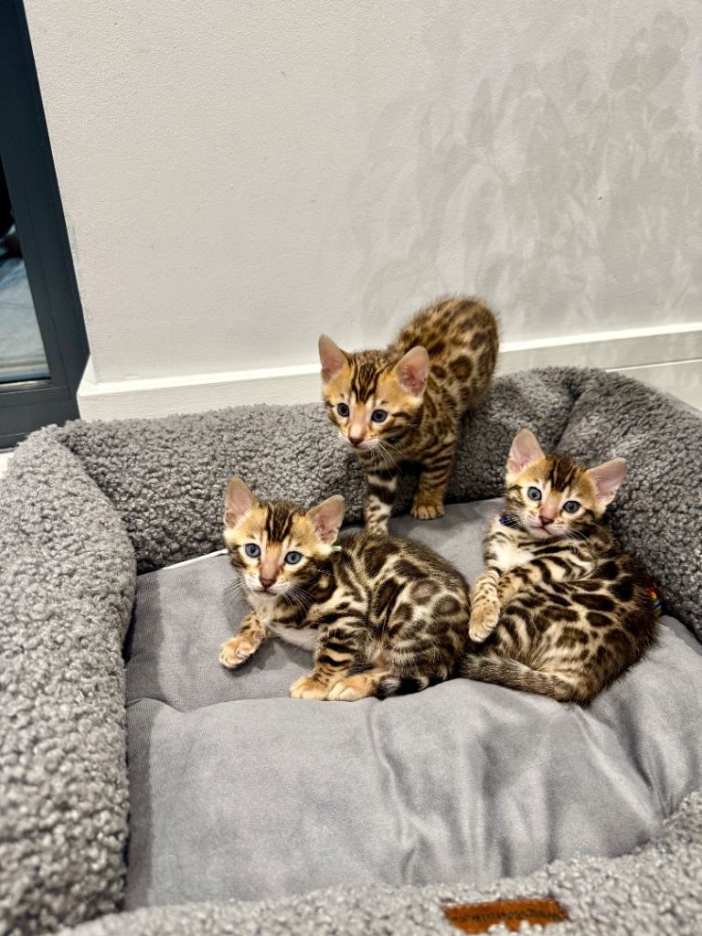 2 Left!! TIKA registered bengal kittens