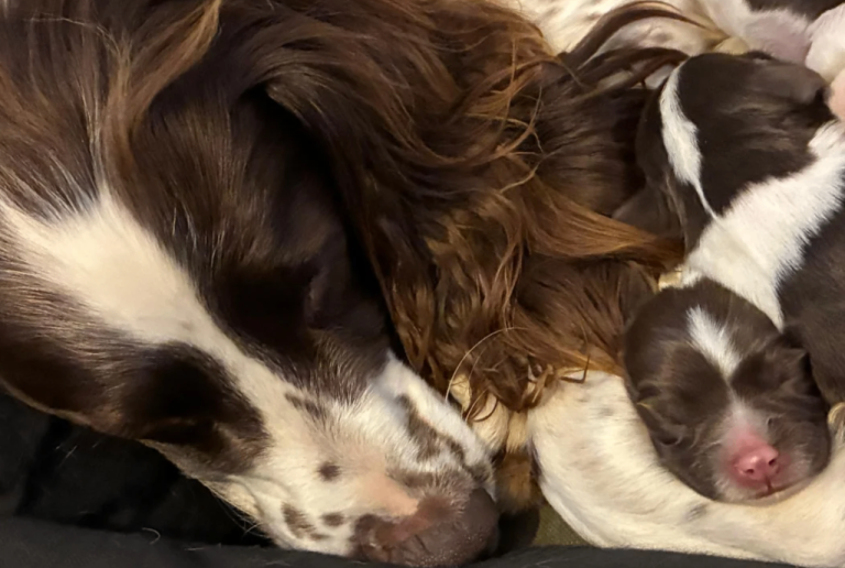 English Springer Spaniel Kennel Club Resitered Puppies Pups for sale