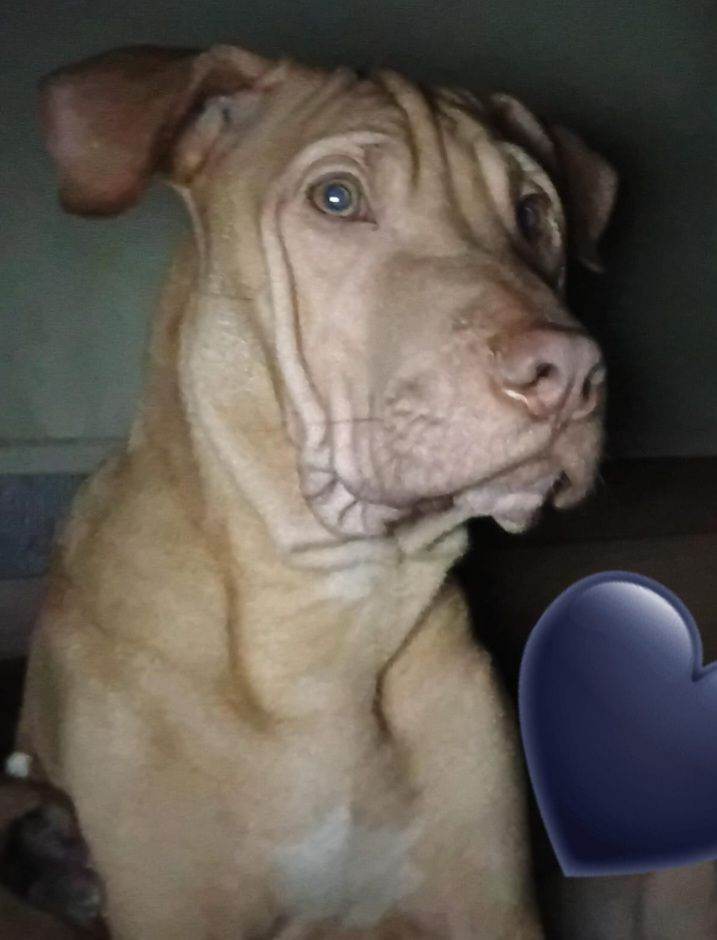 Presa x pup looking for home 