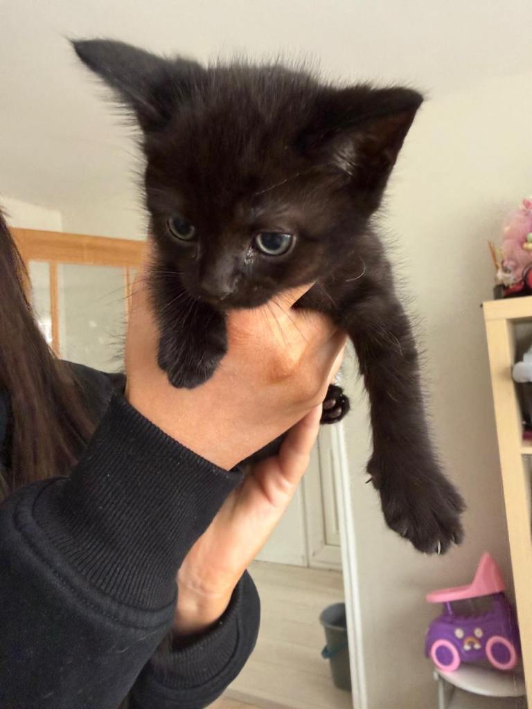 BRITISH SHORT HAIRED MIXED