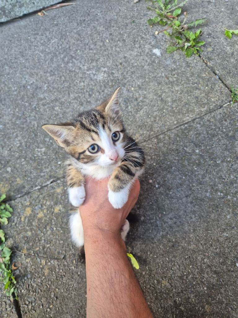 Kittens 8 weeks old
