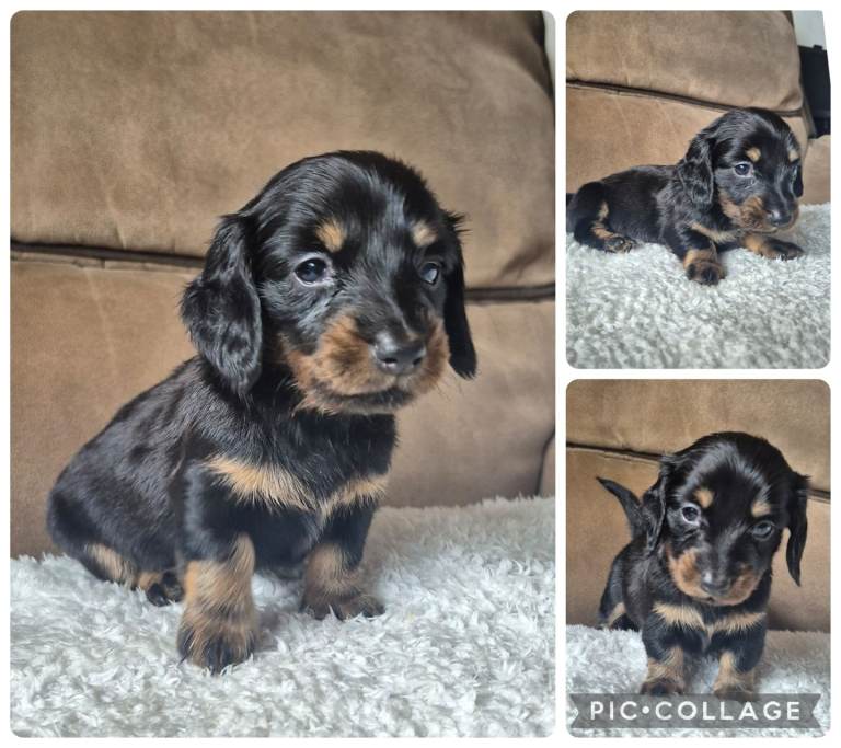 LONG HAIR PRA CLEAR MINIATURE DACHSHUND GIRL