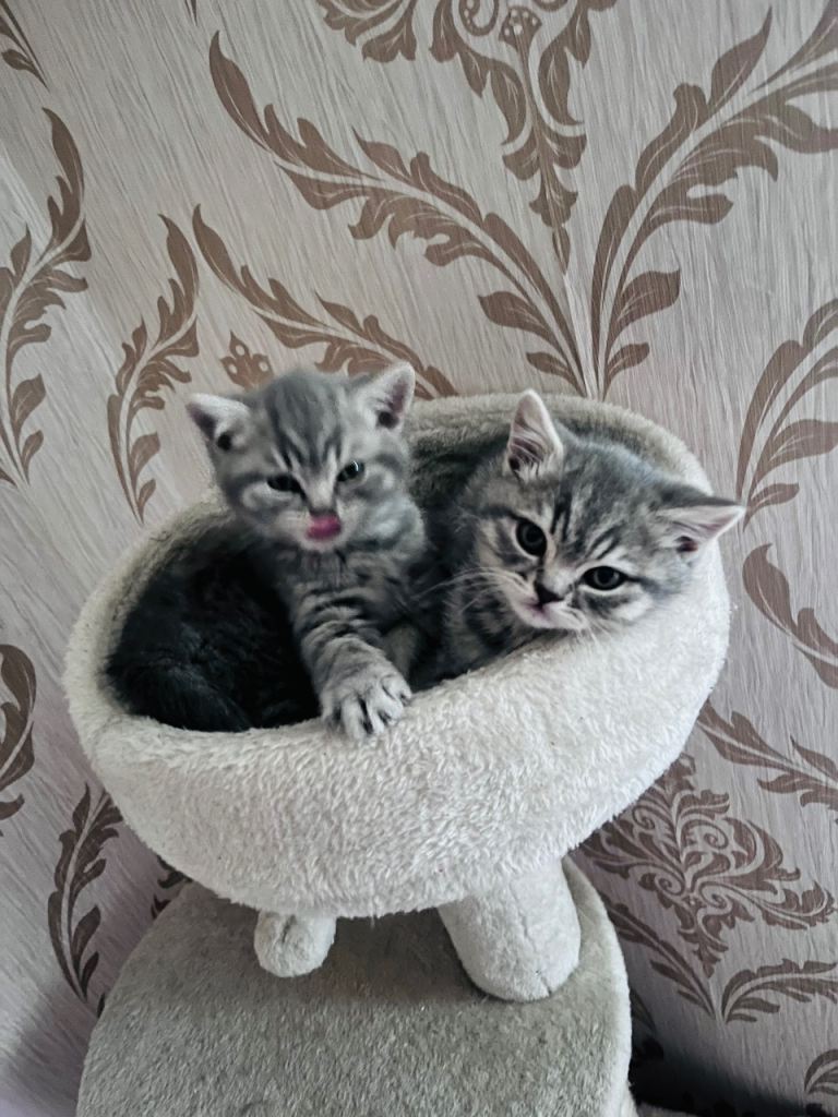 British shorthair kittens 