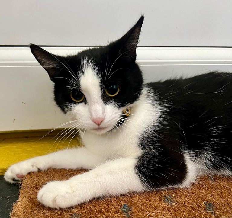 Tuxedo female cat 1 year old - £10