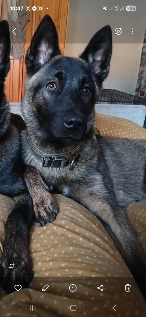 Belgium malnios xhuskita