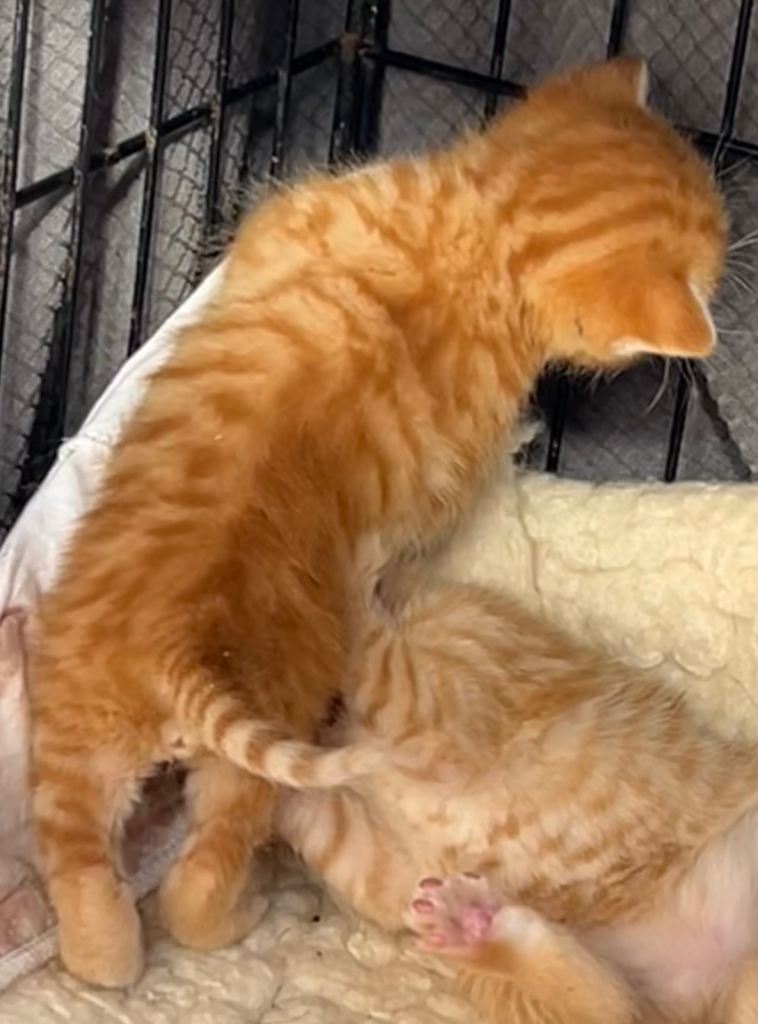 Pure Ginger Gorgeous Tabbies Mackerel (Tiger coat pattern) SHORT hair  Tabby