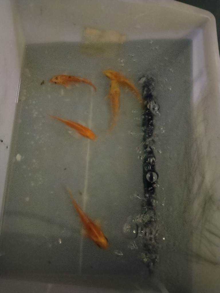 Koi carp