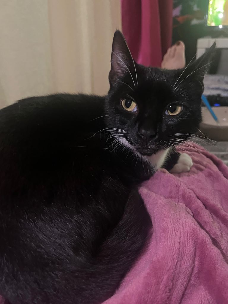 Black and white female cat