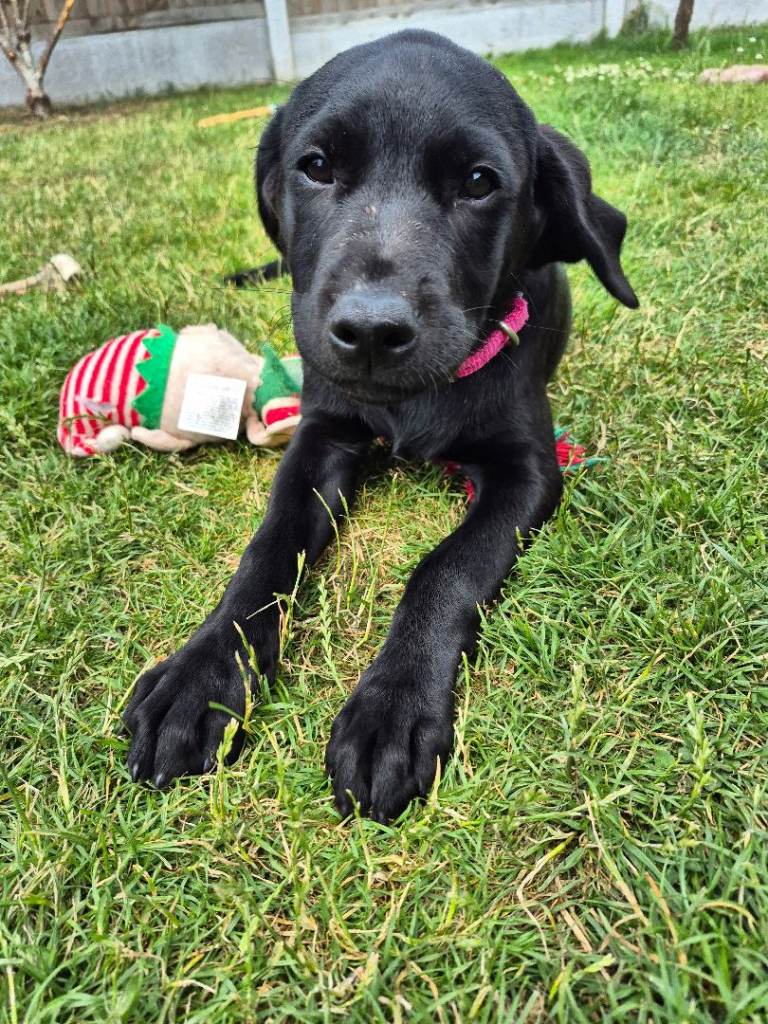 Labrador pups for sale 