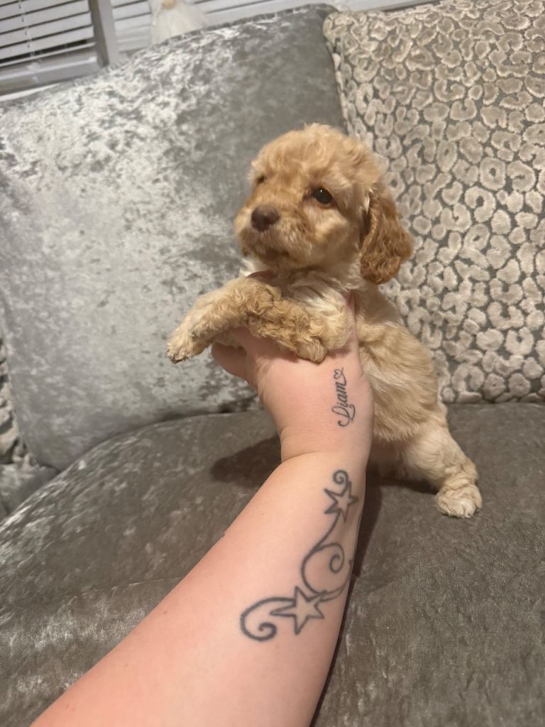 Female Cockapoo Puppy 
