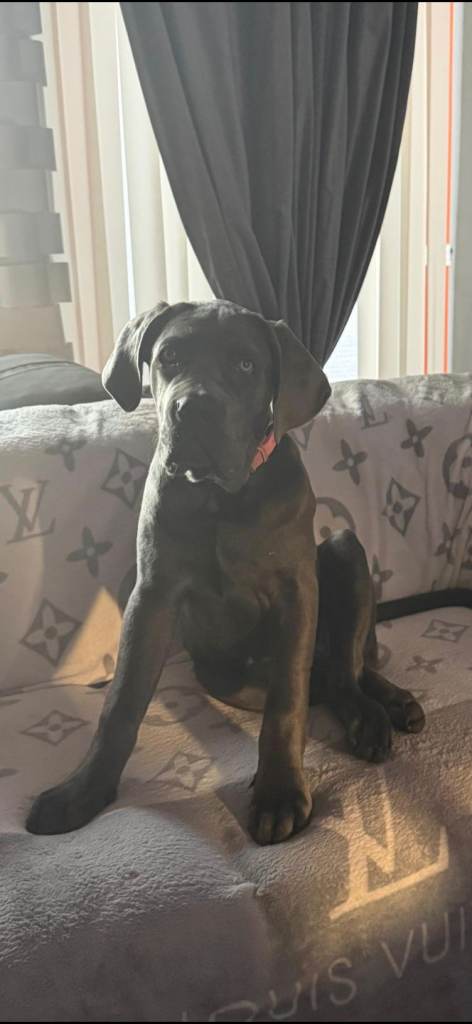 Cane corso female, just under 6 months